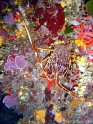 DSC05170 - Langouste~